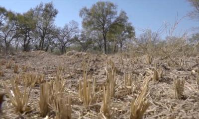 Argentinian scientist's study selected for two significant international environmental protection support initiatives