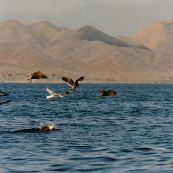 La Basse-Californie