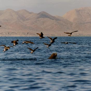 Baja California - Photo Alfredo Cuomo, 1997