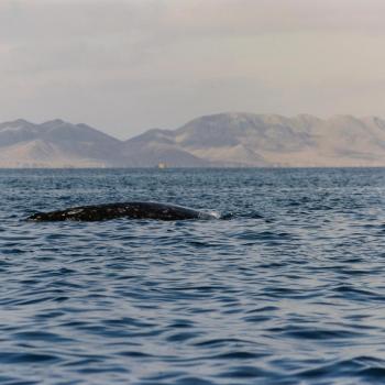 Baja California - Photo Alfredo Cuomo, 1997